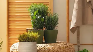 Grouped Ceramic Pots Can Create A More Cohesive Indoor Display Helps Explain The Reader Consequence Of Ceramic Planters Can Turn Indoor Plants Into...