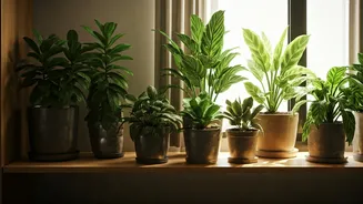 Plant Parenting Becomes India's Favourite New Hobby