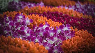 Gangtok Flower Markets Offer Refreshing Burst Of Himalayan Colors