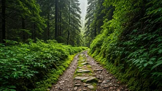 Silent Eco Walks In Beautiful Almora Reset Your Mind
