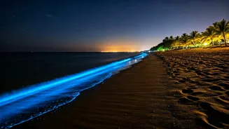 India's Magical Glowing Shores: Discover 5 Bioluminescent Beach Destinations