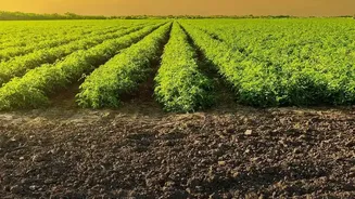 Punjab Crop Diversification: What the Current Status Means for Farmers and Policy Readers