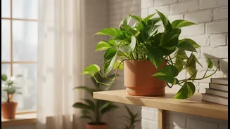 Indoor Gardening Gets Easier With Hardy Houseplants