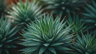 Boost Productivity: 7 Morning Rituals