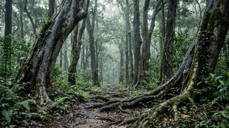 Why Genetic Diversity Matters In Relocating Tigers Between Separated Indian Reserves