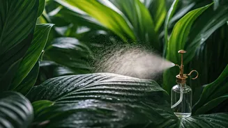 Neem Oil Sprays Keep Humid Balcony Foliage Plants Alive Online