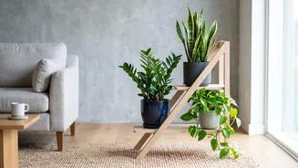 Simple Gardening Tips For Beginners Foolproof Indoor Houseplants That Survive Minimal Care