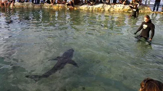 Racing towards great white sharks is a real job in Australia