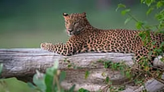 Pune: Cognizant Issues Leopard Safety Advisory To Hinjawadi Employees Amid Rising Sightings
