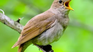 Forest Birds Favour Different Song Features From Open-Country Species