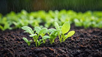 Monsoon Planting Is Perfect For Nervous Beginners