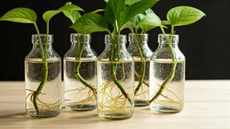DIY Alert: Aesthetic Water Propagation Stations From Old Glass Bottles