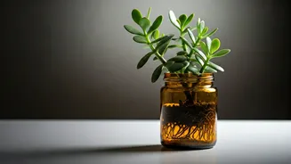 Propagating Jade In Recycled Amber Jars Is Desktop Goals