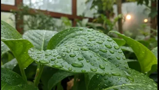 Monsoon Humidity Needs Better Plant Hygiene
