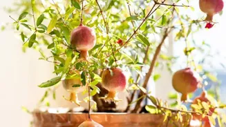 How to grow pomegranate indoors