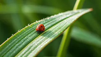 June Gardening Needs Discipline Before Drama