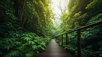 Monsoon Makes Every Canopy Walk Feel Magical