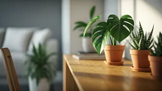 Plants Make Work-From-Home Corners More Human