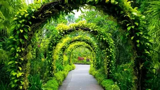 Inside Tropical Home Garden Plants: Ferns And Shade-Friendly Greenery