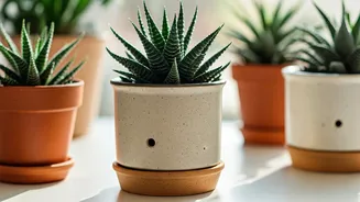 Drainage Is The Real Plant-Parent Flex