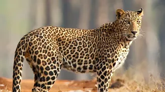 How Seasonal Animal Behaviour Patterns Improve Sightings During Early November Safaris In India