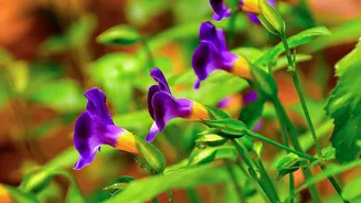 The Rare Neelakurinji Is Protected From Plucking in Tamil Nadu