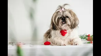 5 Way You Can Make Your Fur Baby Feel Special This Valentine’s Day