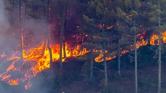Forest Loss Is Growing As Fires, Farming And Climate Pressures Rise