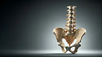 Unraveling the Lower Belly Pooch: Is It Posture, Not Just Fat?