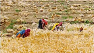 India's foodgrain output to touch record 348.6 million tons