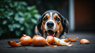 Toxic Foods: Keep Pets Safe in the Kitchen