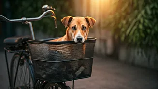 Mumbai Man's Bicycle Ride: A Heartwarming Act of Compassion for a Sick Community Dog