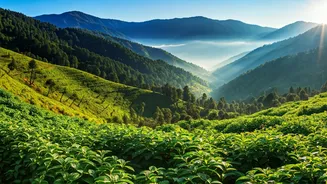 Sikkim Travel Starts Strong With Gangtok's June Mood