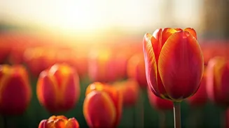 SKIMS Srinagar's Tulip Garden Therapy: A Blooming Hope for Young Cancer Warriors