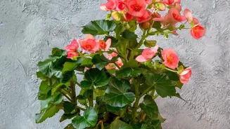 Small Balcony? These Monsoon-Friendly Flowering Plants Thrive With Minimal Maintenance