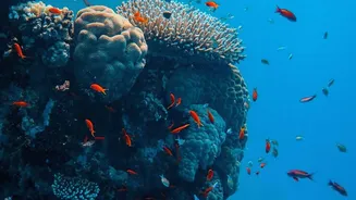 Touch can revive dying coral reefs
