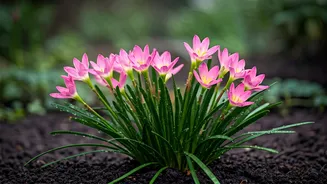Rain Lilies Wake Up Overnight To Surprise Monsoon Gardeners