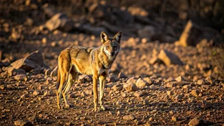 India's Only Wolf Sanctuary Is Worth Exploring