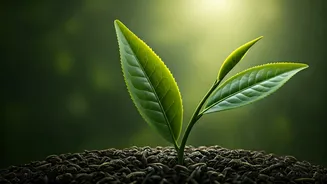 Unlock Your Body's Potential: Daily Green Tea for 14 Days & What a Harvard Doctor Says