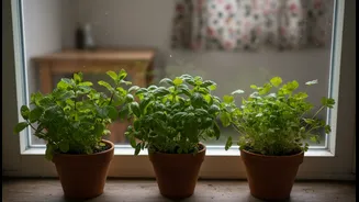 Why these 4 low-light aromatic greens are perfect for windowsill herb gardens this monsoon