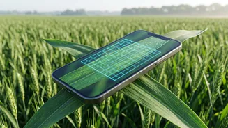 Punjab Farmers Rely On Low-Cost AI Smartphone Sensors To Stop Crop Diseases