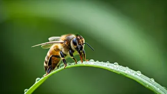 Bee Stings: Understanding Reactions, Risks, and Rapid Response