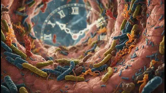 Why gut health optimization is easiest achieved via midday chrononutrition meal timing