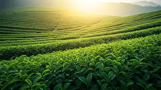 India's Historic Tea Trails: Journey Through 5 Iconic Plantations