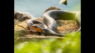 8-Foot Rat Snake Found at Shah Rukh Khan's Mannat, Safely Rescued