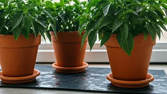 Keep Balcony Chili Plants Hydrated Using Smart Capillary Self-Watering Mats