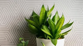 Ceramic Planters Can Turn Indoor Plants Into Part Of The Room Design Makes Drainage Still Matters Even When A Planter Is Decorative Worth A Closer ...