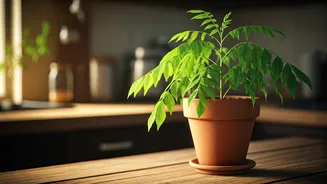 Fresh Curry Leaves Are Worth One Pot