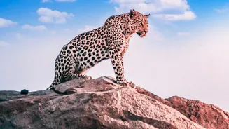 A Guide to Ladakh's Snow Leopard Safari: A Guided Route to Observe High-Altitude Animals