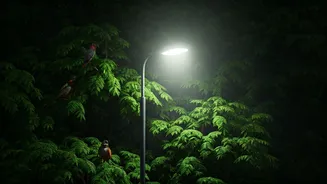 Light Pollution's Impact: How Birds Sing Longer